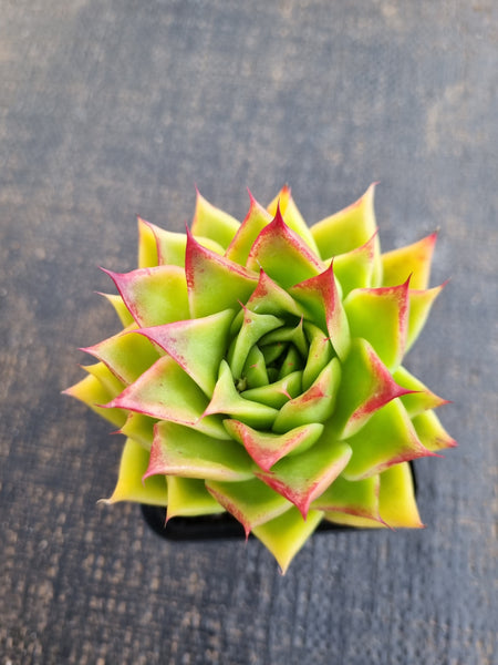 *GLGhybrid(1-1258) Echeveria agavoides Ebony hybrid 乌木杂