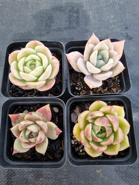 *GLGhybrid(1-1141) Special hybrid pack of 4