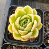 *GLGhybrid(1-1690) Special hybrid pack of 4