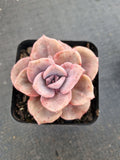 Graptoveria 'Mrs Richards/Gypsy 彩虹糖