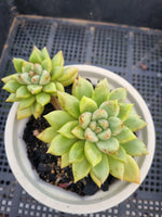 *GLGhybrid(2-56) Pachyphytum compactum hybrid 千代田之松杂