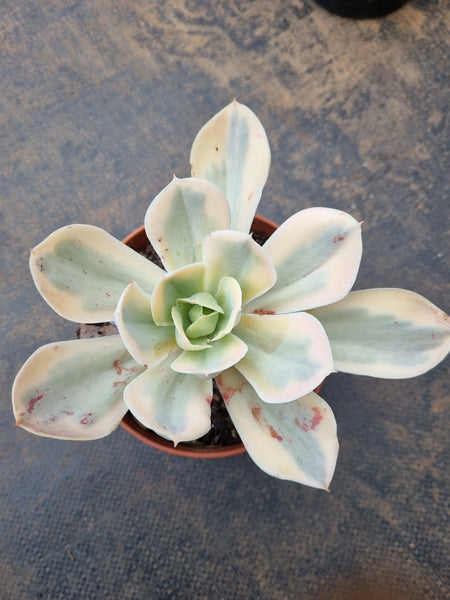 11cm pot Echeveria Japan moon river (variegated) 月亮河锦11cm盆