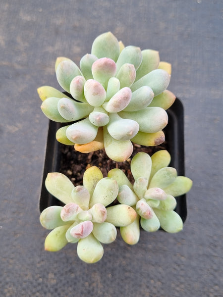 Pachyveria Clavifolia 灯美人