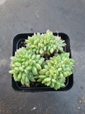 Echeveria Leisal crested