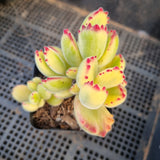 Cotelydon Tomentosa variegated - white form 白熊