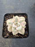 Graptopetalum Paraguayense ssp. Bernalense variegata 美杏锦