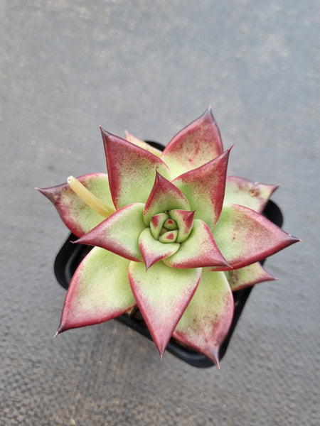 *GLGhybrid(1-1418) Echeveria agavoides Ebony x Rubin 乌螺