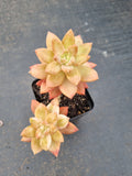 Sedeveria Pat's Pink variegated 布丁锦