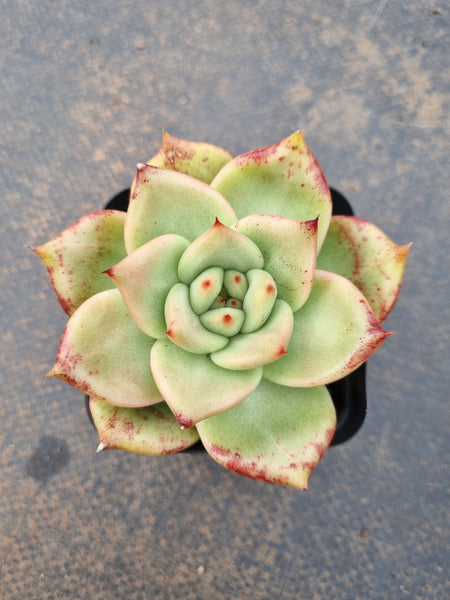 *GLGhybrid(1-1551) Echeveria Champaign hybrid 香槟杂