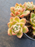*GLGhybrid (2-79)  Echeveria Gilva hybrids 玉杯东云杂