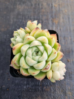*GLGhybrid(1-633) Echeveria elegans 'Albicans' hybrid 阿尔卑斯厚叶月影杂