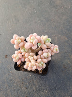 Graptosedum Miul  洛神