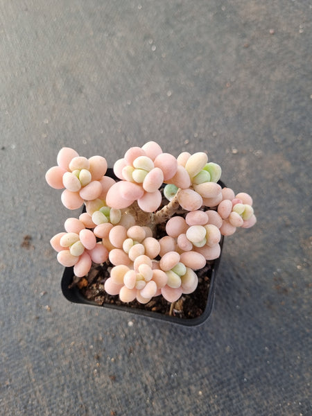 Graptosedum Miul  洛神