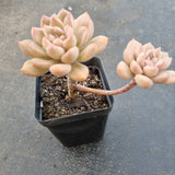 *GLGhybrid(1-1636) Graptopetalum Mendozae hybrid 丸姬杂