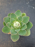 Aeonium aurea ex El Hierro aka. Pink mountain rose 耶罗
