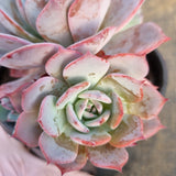 *GLGhybrid(2-56) Echeveria Laulensis hybrid 劳伦斯杂