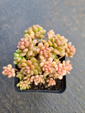 GLGhybrid Graptopetalum Cherry Danko 樱丸