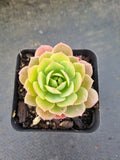 Sedeveria Green rose 绿蔷薇