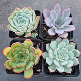 *GLGhybrid(1-327) Special hybrid pack of 4