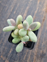 Pachyphytum Captain Jessop 糖美人