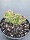 Euphorbia Lactea Crestate