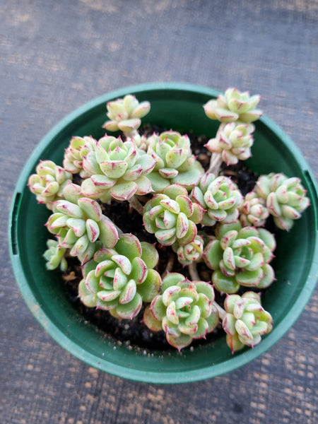 *GLGhybrid(2-331) Sedum Perezdelarosae hybrid 焦糖精灵杂