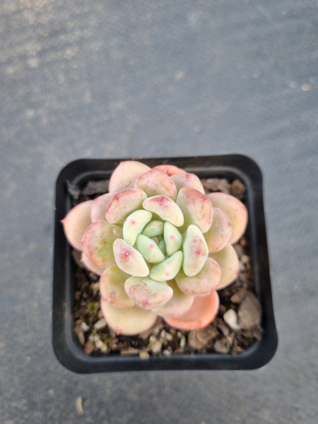 *GLGhybrid(1-1398) Pachyveria Elaine hybrid(small)香水杂