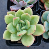 *GLGhybrid(1-326) Special hybrid pack of 4