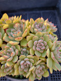 *GLGhybrid(2-4) Echeveria Ballsii Hybrid 灰姑娘杂