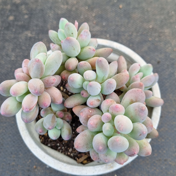 *GLGhybrid(2-388) Pachyphytum Baby Finger hybrid 婴儿手指杂