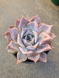 11cm pot Echeveria Lucila 露西娜11cm盆