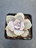 Graptoveria ‘Margaret Rose’  诺玛