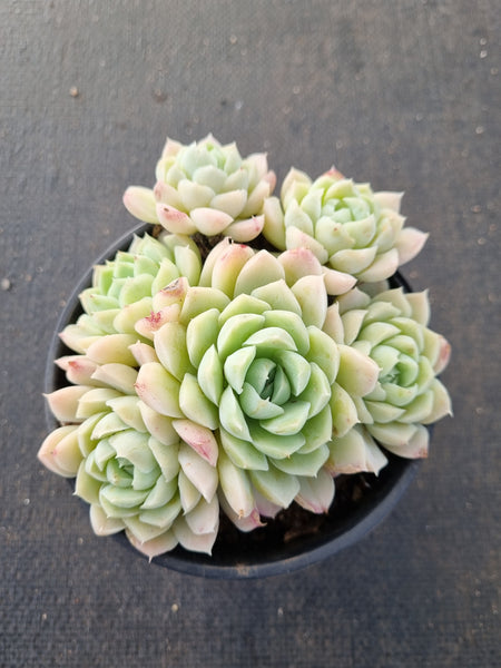 11cm pot Echeveria elegans Alba  白月影