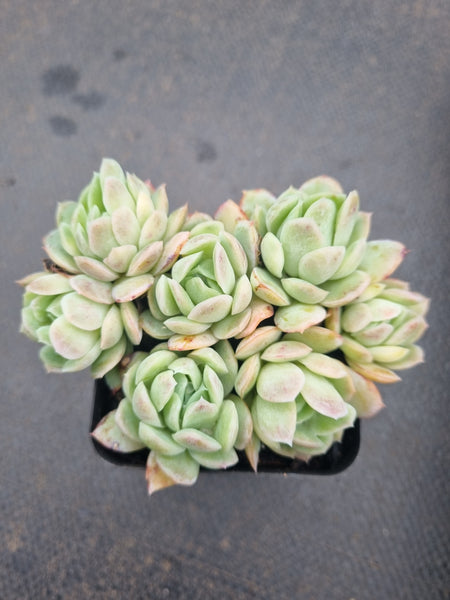 *GLGhybrid(1-1355) Echeveria Raspberry ice hybrid 冰莓杂