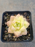 Haworthia cymbiformis(Haw.) Duval