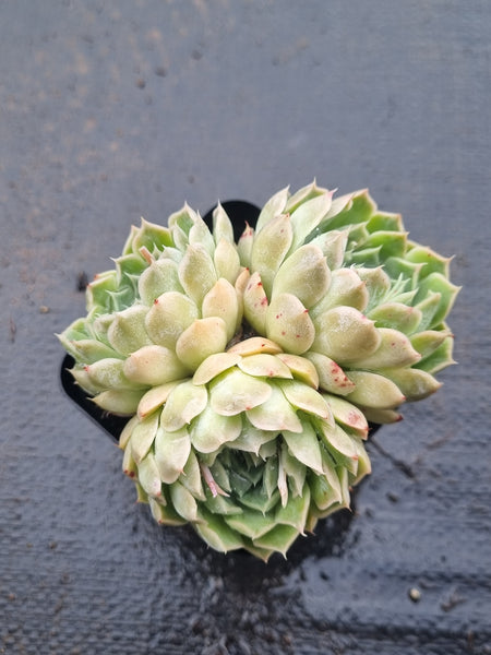 *GLGhybrid(1-1486) Echeveria Mexico Minima hybrid 墨姬杂