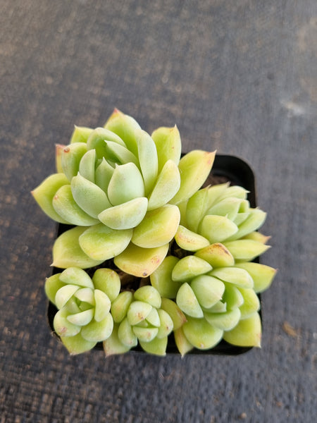 *GLGhybrid(1-1312) Echeveria Elegans 'Alba' hybrid 白月影杂