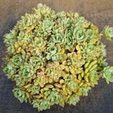 *GLGhybrid(2-58) Echeveria Ballsii Hybrid 灰姑娘杂