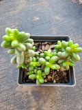 Sedum Hernandezii 绿龟卵