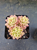 Sedum Joyce Tulloch variegated 塔洛克锦