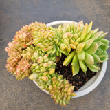 *GLGhybrid(2-8) Echeveria 'Gilva' hybrid crested 玉杯东云杂缀化