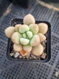 Graptoveria 'Avant-garde' 先锋派