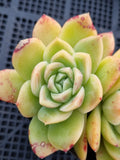 *GLGhybrid(1-555) Echeveria Elegans 'Alba' hybrid 白月影杂
