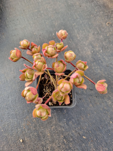 Aeonium saundersii 橄榄球玫瑰