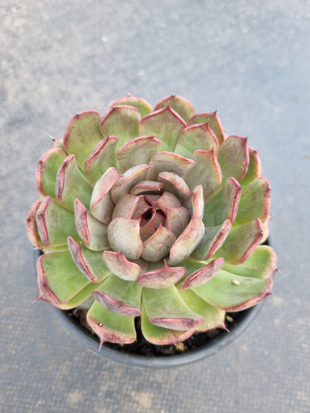 *GLGhybrid(2-374) Echeveria Nightfall hybrid