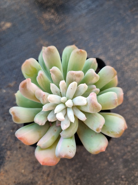 Echeveria sp. (New Irish Mint) variegated 新爱尔兰薄荷锦