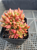 Echeveria No ID