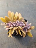 Graptoveria Fred Ives crested 紫鹤缀化