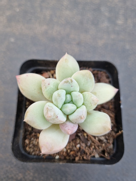 *GLGhybrid(1-1108) Pachyveria Elaine hybrid (small)香水杂