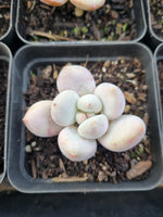 *GLGhybrid(1-907) Special hybrid pack of 4